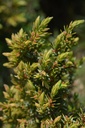 Genévrier  - Phytotype - 4
