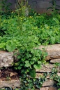 Lampsane commune - Phytotype - 4
