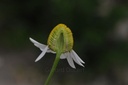 Camomille matricaire - Phytotype - 4