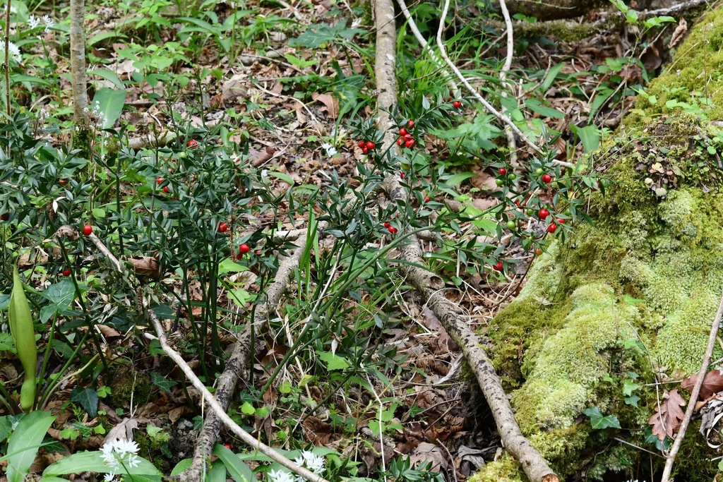 Petit-houx  - Phytotype - 4