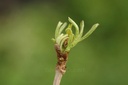 Sureau noir - Phytotype - 4