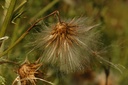 Cirse des champs - Phytotype - 5