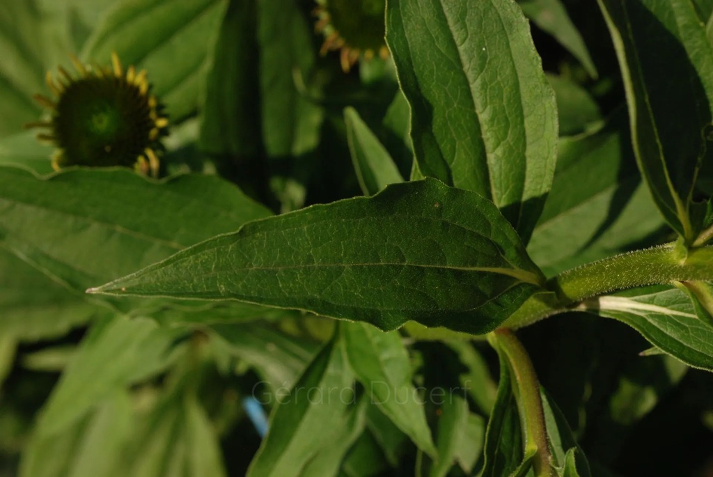 Échinacée pourpre - Phytotype - 5