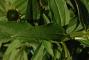 Échinacée pourpre - Phytotype - 5