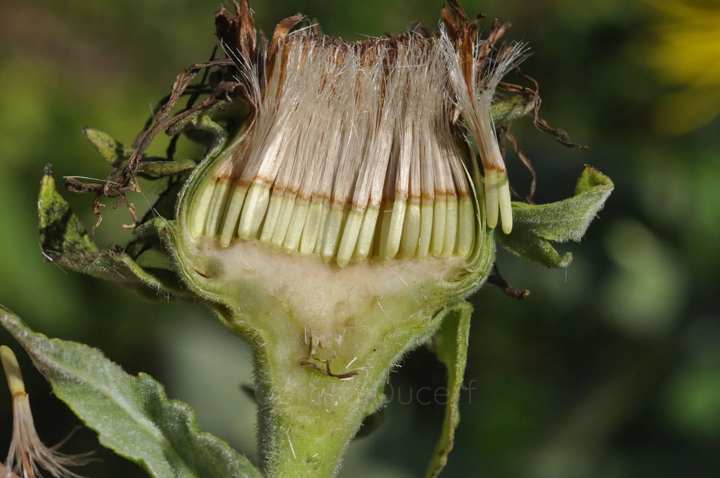 Aunée  - Phytotype - 5