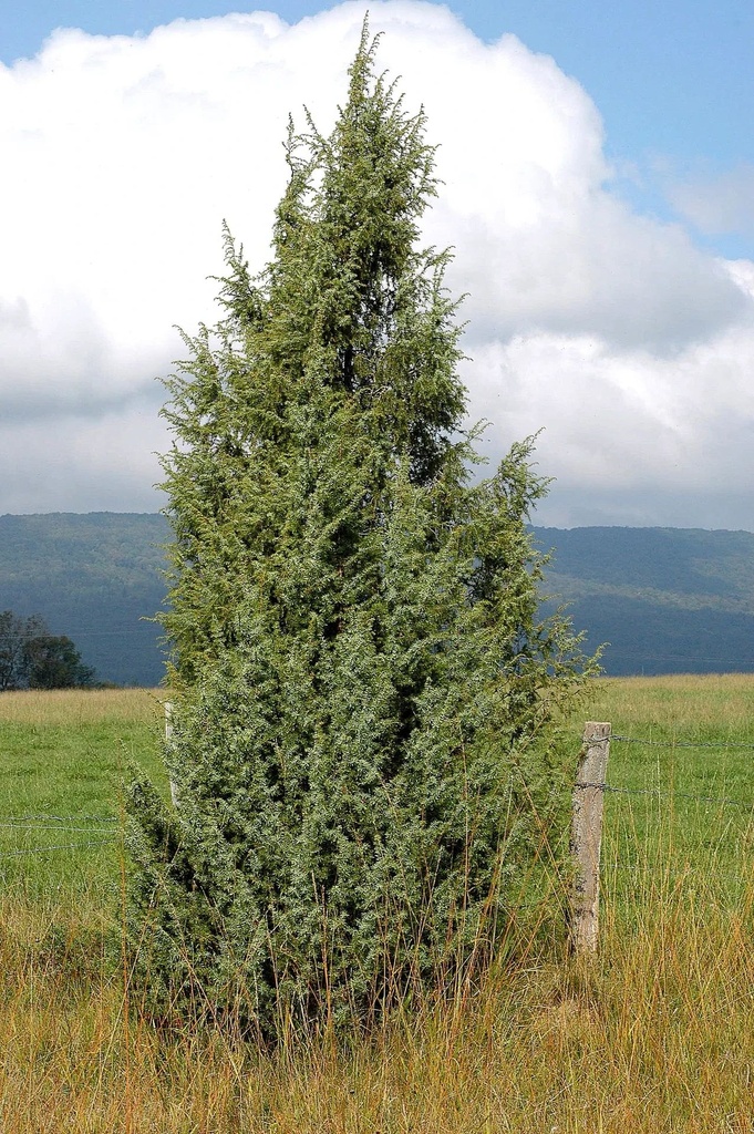 Genévrier  - Phytotype - 5