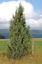 Genévrier  - Phytotype - 5