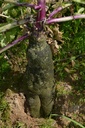 Radis noir - Phytotype - 5