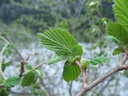 Noisetier  - Phytotype - 2