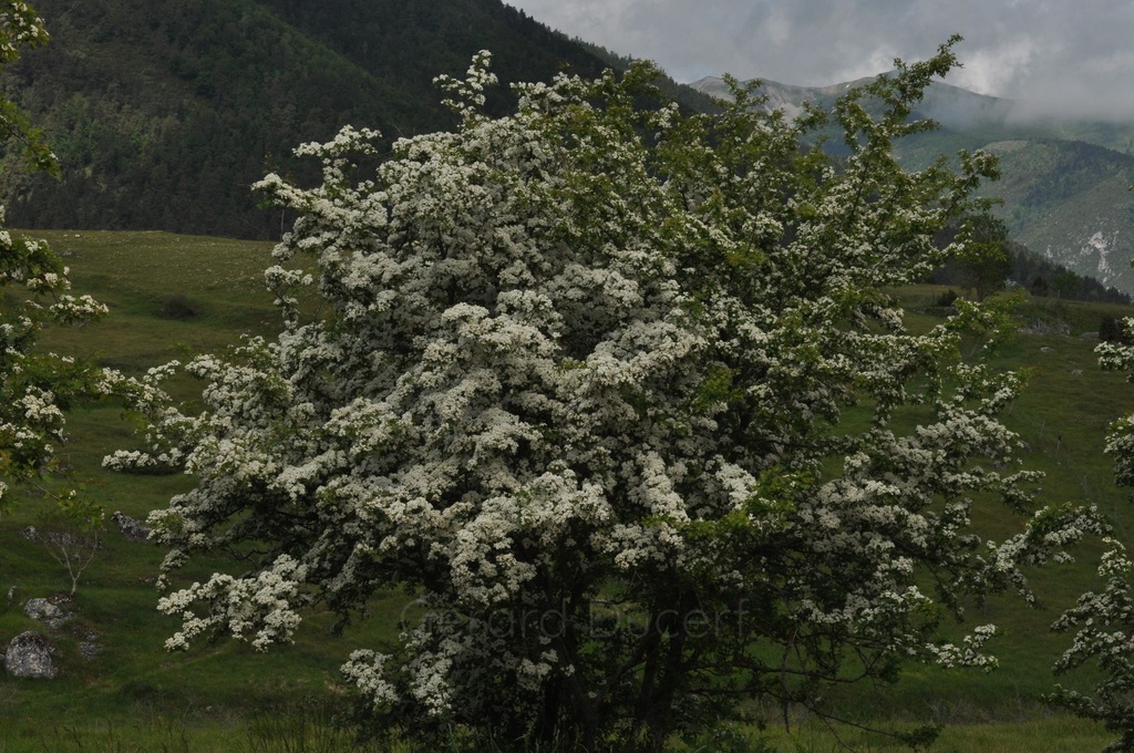 Aubépine  - Phytotype - 2