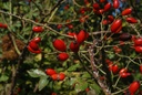 Églantier fleur - Phytotype - 2