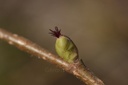 Noisetier  - Phytotype - 3