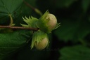 Noisetier  - Phytotype - 4
