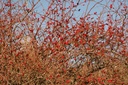 Églantier fleur - Phytotype - 4