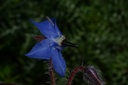 Bourrache  - Phytotype sans alcool - 2