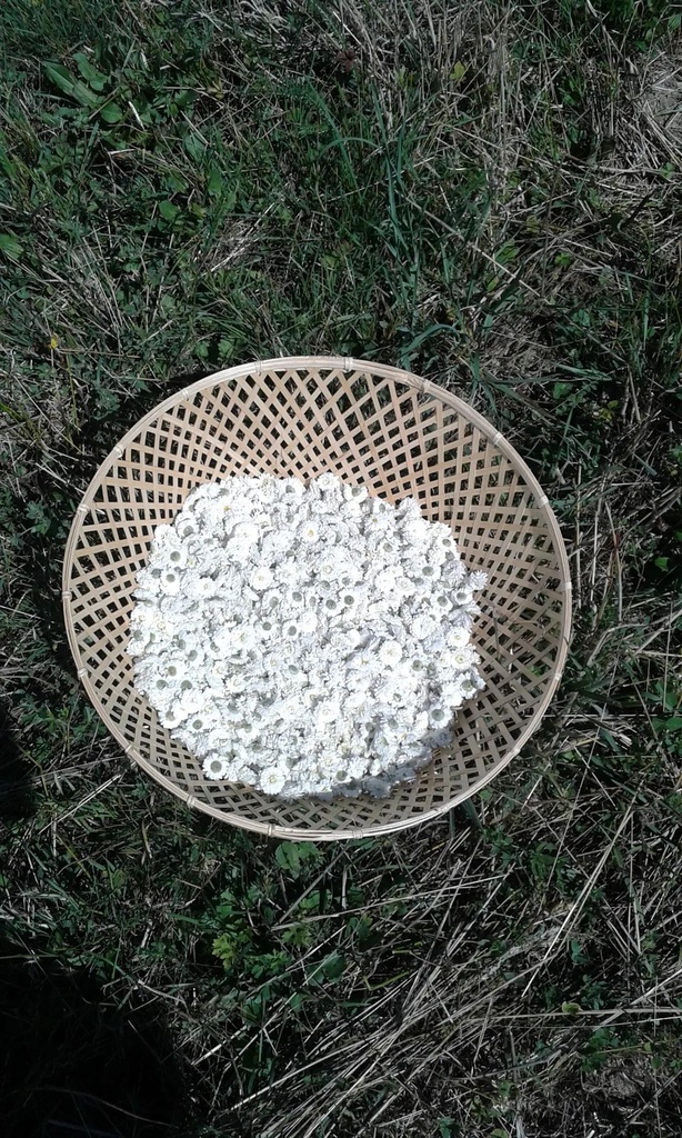 Camomille romaine - Phytotype sans alcool - 3