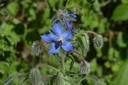 Bourrache  - Phytotype sans alcool - 3