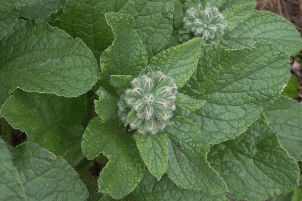 Bourrache  - Phytotype sans alcool - 4
