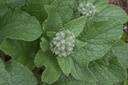 Bourrache  - Phytotype sans alcool - 4