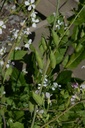 Radis noir - Phytotype sans alcool - 4