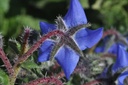 Bourrache  - Phytotype sans alcool - 5