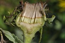 Aunée  - Phytotype sans alcool - 5