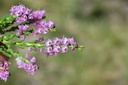 Bruyère callune - Phytotype sans alcool - 2