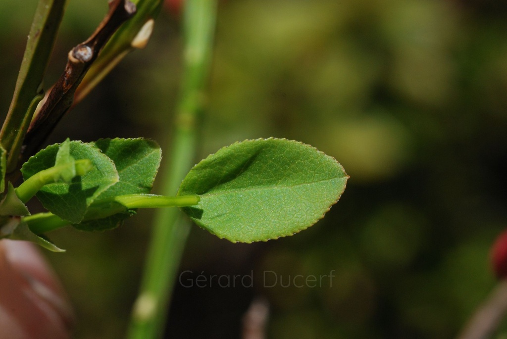 Myrtillier -  Gemmotype (bourgeon) - 2