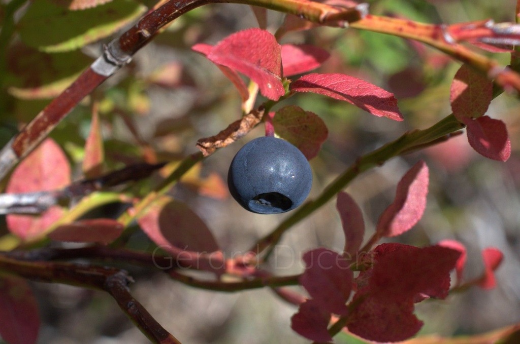 Myrtillier -  Gemmotype (bourgeon) - 3