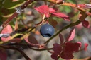 Myrtillier -  Gemmotype (bourgeon) - 3