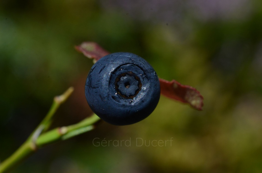 Myrtillier -  Gemmotype (bourgeon) - 4