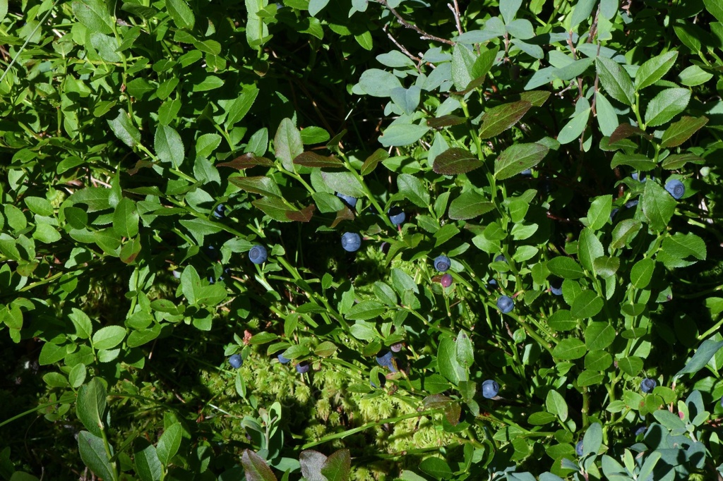 Myrtillier -  Gemmotype (bourgeon) - 5