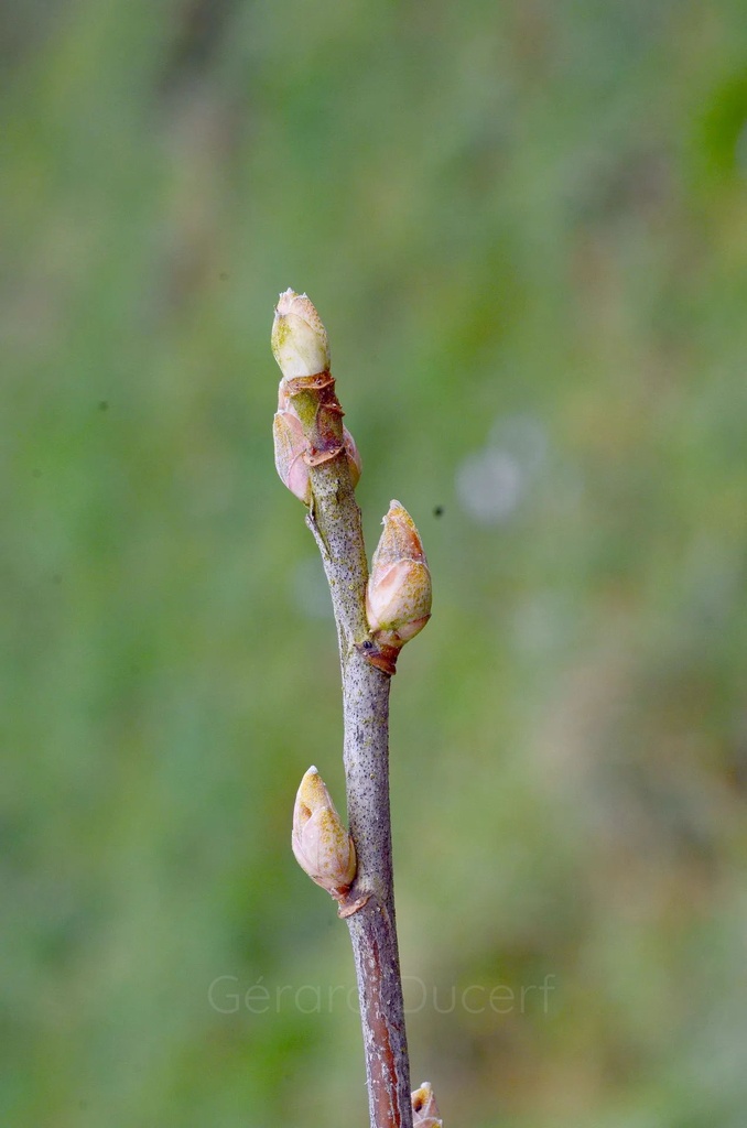 Cassissier  - Phytotype - 2
