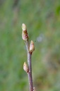 Cassissier  - Phytotype - 2