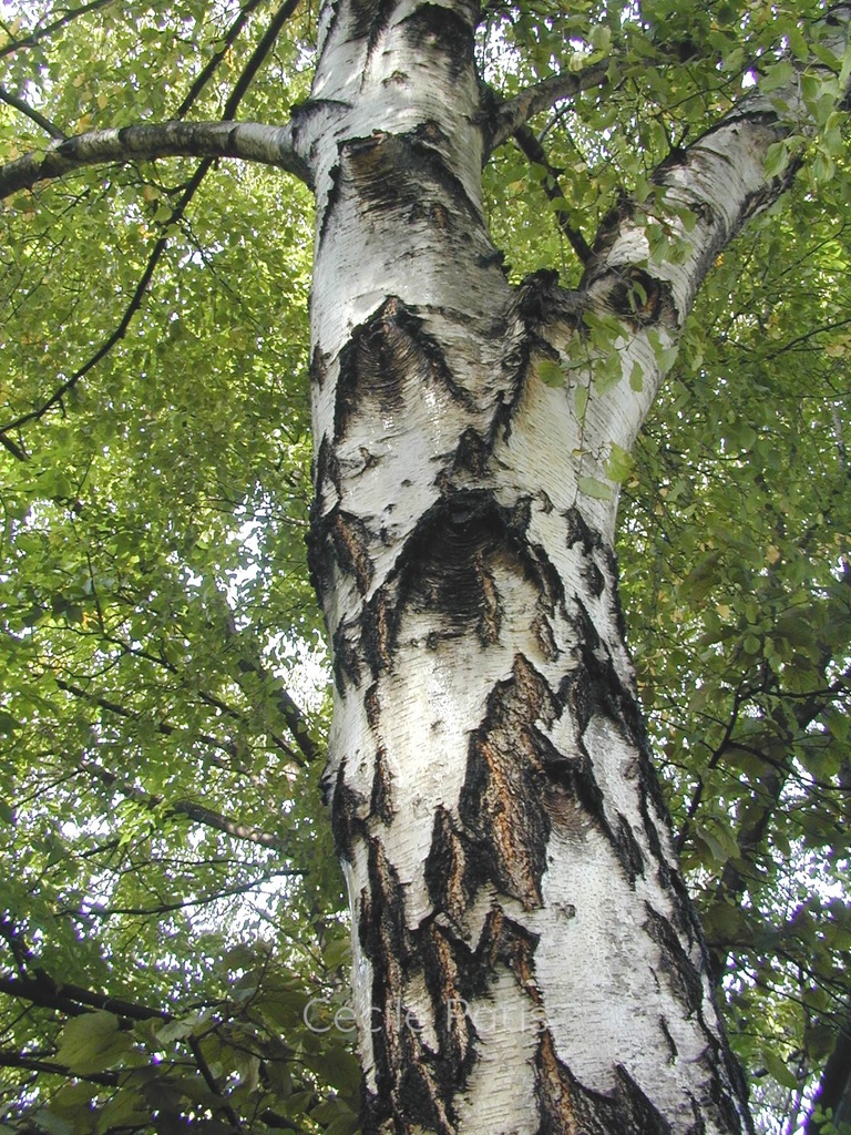 Sève de bouleau - 2
