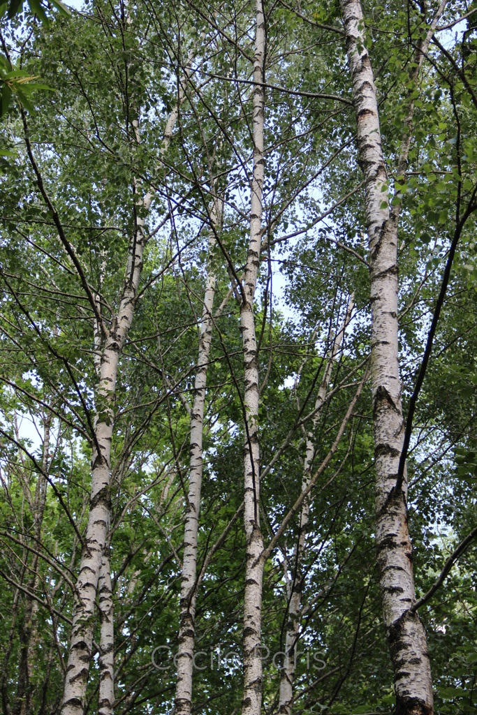 Sève de bouleau - 5