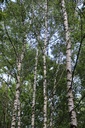 Sève de bouleau - 5