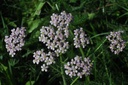 Achillée millefeuille - Achillea millefolium - Phytothérapie Demeter Bio - Phytotype