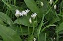 Ail des ours - Allium ursinum - Phytothérapie Demeter Bio - Phytotype