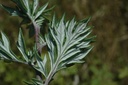 Armoise commune - Artemisia vulgaris - Phytothérapie Demeter Bio - Phytotype