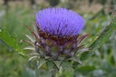 Artichaut  - Cynara scolymus - Phytothérapie Demeter Bio - Phytotype