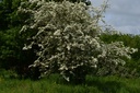 Aubépine  - Crataegus monogyna - Phytothérapie Demeter Bio - Phytotype