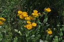 Aunée  - Inula helenium - Phytothérapie Demeter Bio - Phytotype