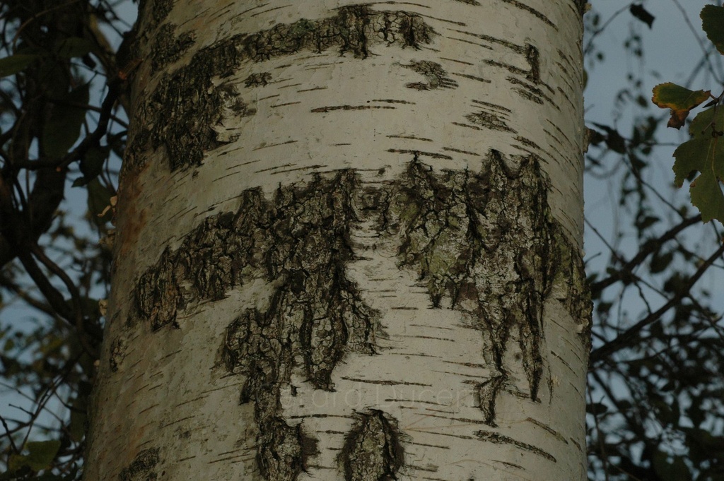 Bouleau verruqueux - Betula pendula - Phytothérapie Demeter Bio - Phytotype