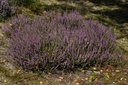 Bruyère callune - Calluna vulgaris - Phytothérapie Demeter Bio - Phytotype