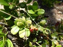 Busserole raisin d’ours - Arctostaphyllos uva-ursi - Phytothérapie Demeter Bio - Phytotype