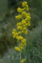 Caille-lait vrai - Galium verum - Phytothérapie Demeter Bio - Phytotype