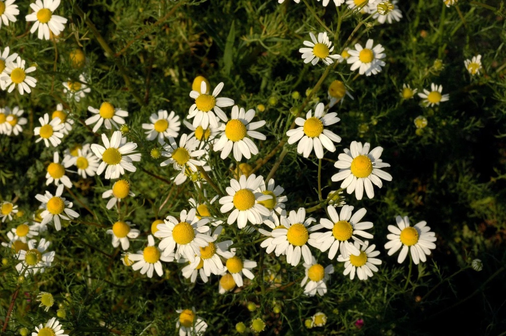 Camomille matricaire - Matricaria chamomilla - Phytothérapie Demeter Bio - Phytotype