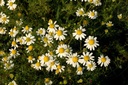 Camomille matricaire - Matricaria chamomilla - Phytothérapie Demeter Bio - Phytotype