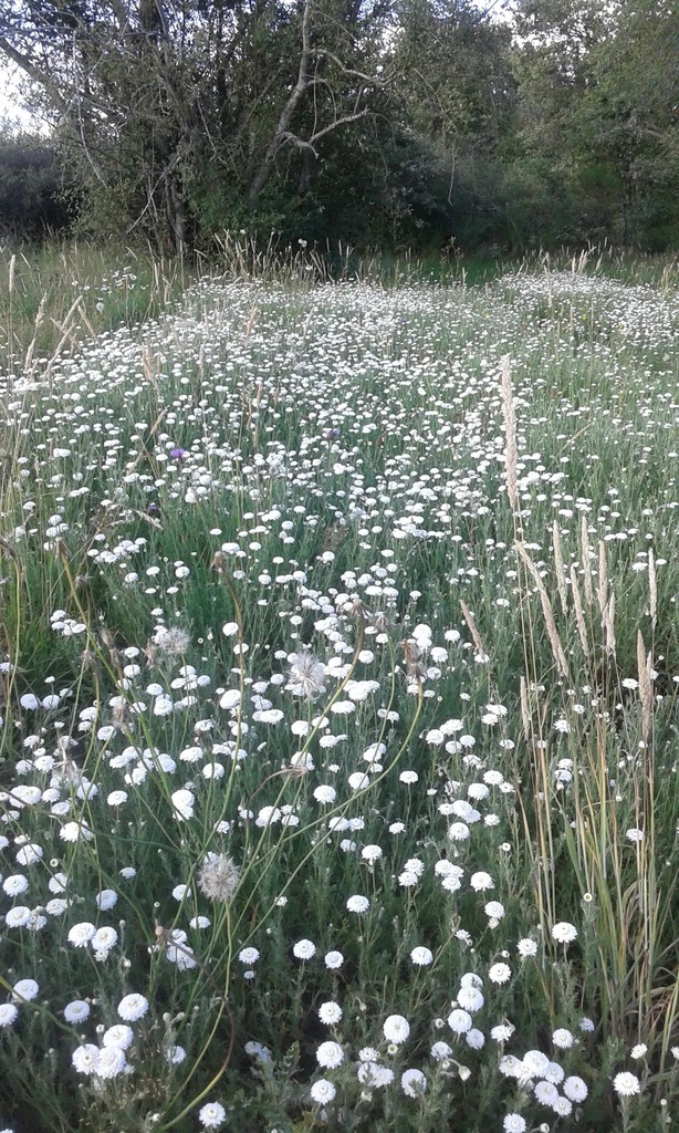Camomille romaine - Anthemis nobilis - Phytothérapie Demeter Bio - Phytotype